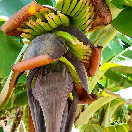 Montana Negra Ii